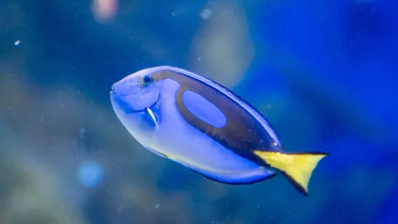 Tour per piccoli gruppi di AquaRio e Olympic Boulevard