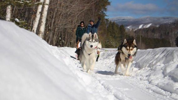 Avventura nordica con slitta trainata da cani vicino a Mont-Tremblant