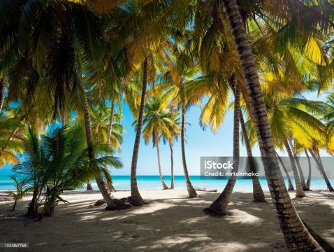 Punta Cana: Saona Island Day Trip with Catamaran Cruise