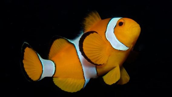 Desde Phi Phi: Excursión de medio día para buzos certificados (2 inmersiones)