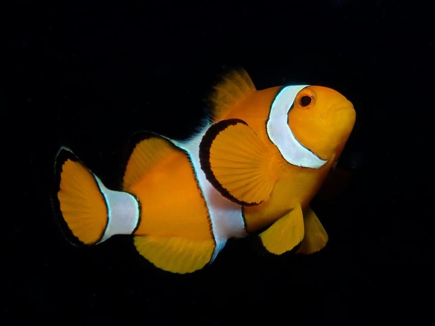 Da Phi Phi: escursione di mezza giornata per subacquei certificati (2 immersioni)