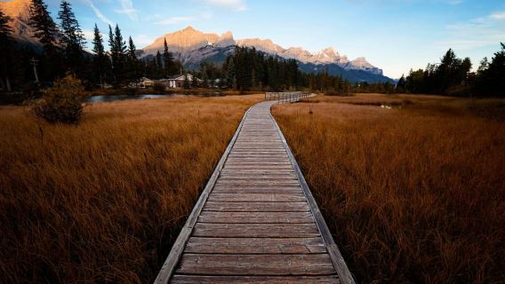 Canmore: Heil- und essbare Pflanzen, 2-stündiger Naturspaziergang