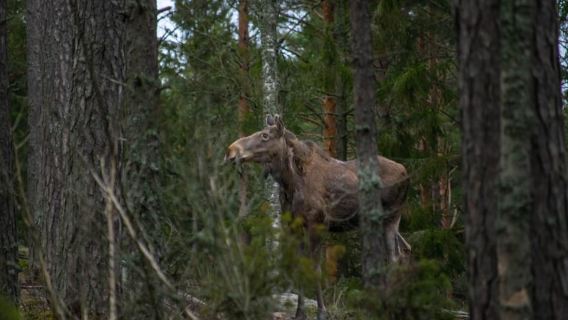 Chuyến đi săn động vật hoang dã kèm bữa tối lửa trại từ Helsinki