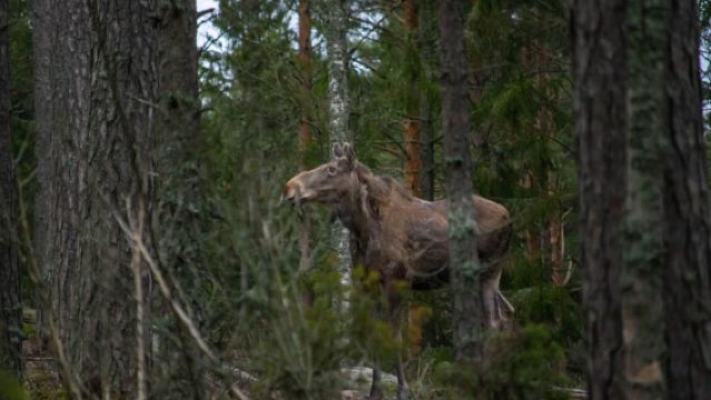 Moose safari with campfire dinner from Helsinki