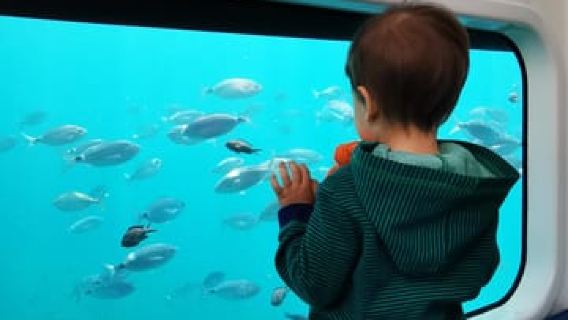 Taormina: Escursione in Mare nel Nemosub con Avvistamento Delfini