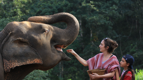 Tagesausflug zur Patara-Elefantenfarm in Chiang Mai, Thailand