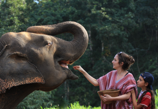 Half-day tour of Pattara Elephant Farm, Chiang Mai, Thailand