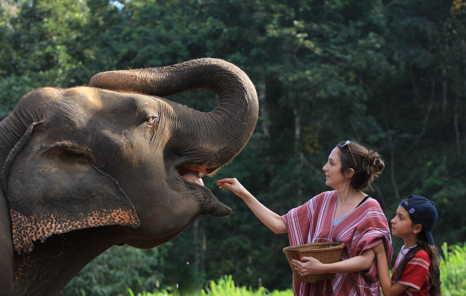 Pattara Elephant Farm Day Trip, Chiang Mai, Thailand