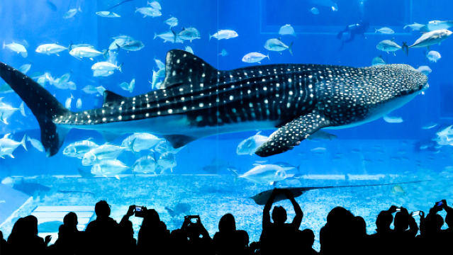 沖繩北部經典一日遊【9人小團/巴士團|可含水族館門票】