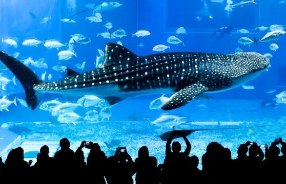 沖繩北部經典一日遊【9人小團/巴士團|可含水族館門票】