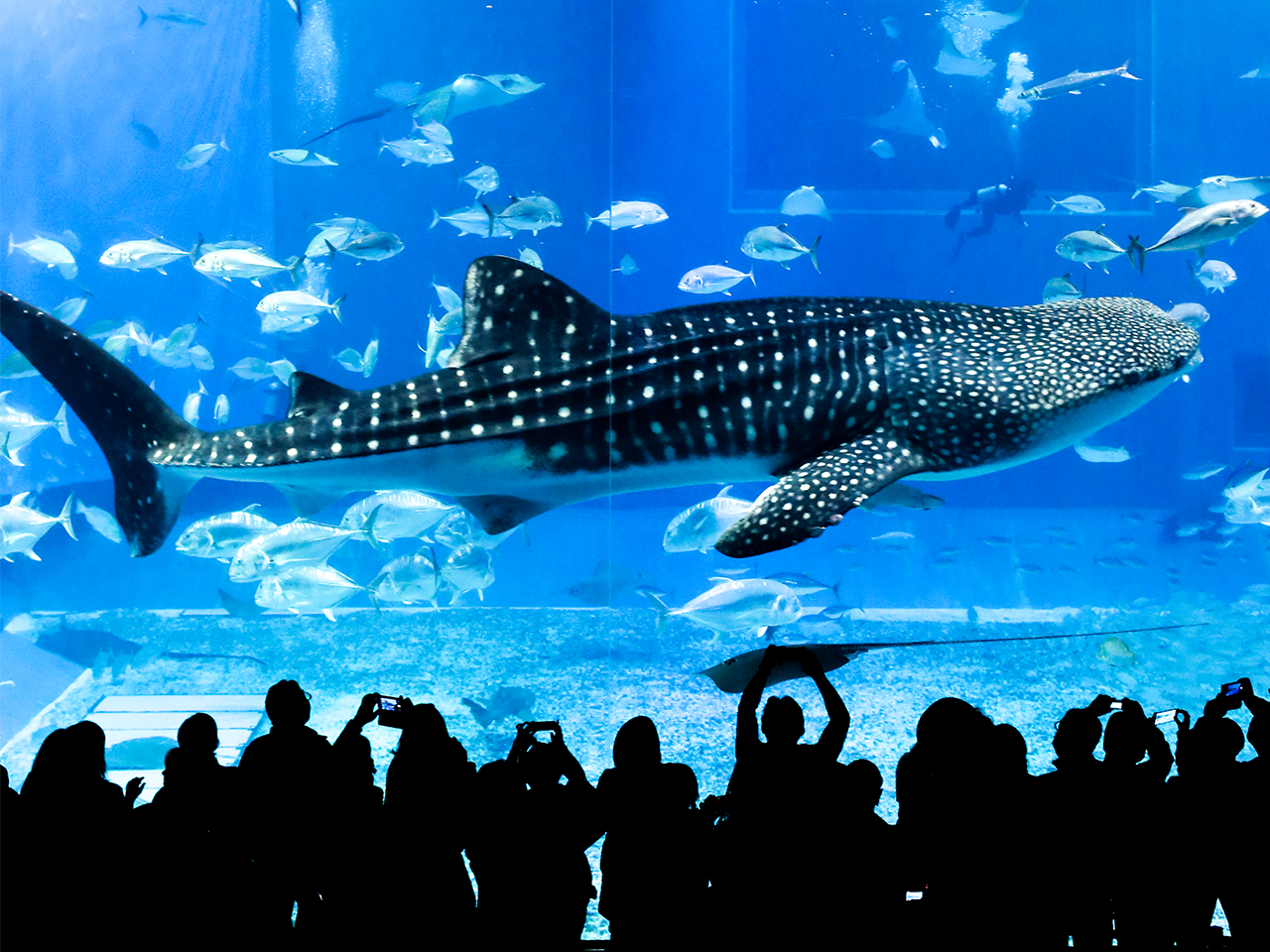 沖繩北部經典一日遊【9人小團/巴士團|可含水族館門票】