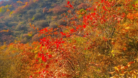 順平白銀坨一日遊【賞紅葉】