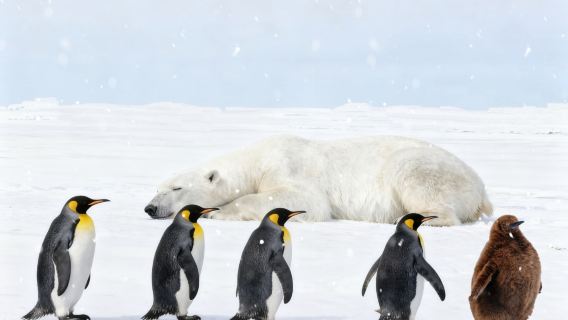Hokkaido, hiver romantique | Zoo d'Asahiyama + Terrasse des fées de la forêt + Cascade Shirohige | Départ de Sapporo
