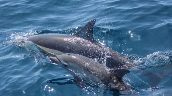 ニュージーランド・オークランド ホエールウォッチング&ドルフィン遊覧船(入場チケット込み)【日本語対応カスタマーサポート+現地解説】