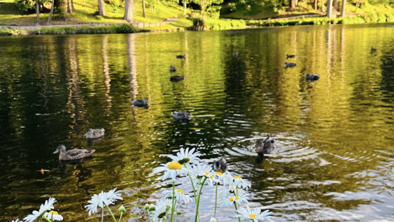 紐西蘭奧克蘭+霍比特村-藍泉一日遊【中文專車-愜意舒適】
