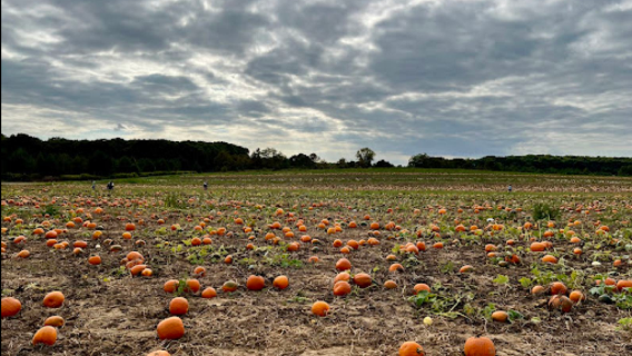 lawatan sehari ke Ladang Levin, Ladang Lavender dan Beli-belah Outlet di Amerika Syarikat