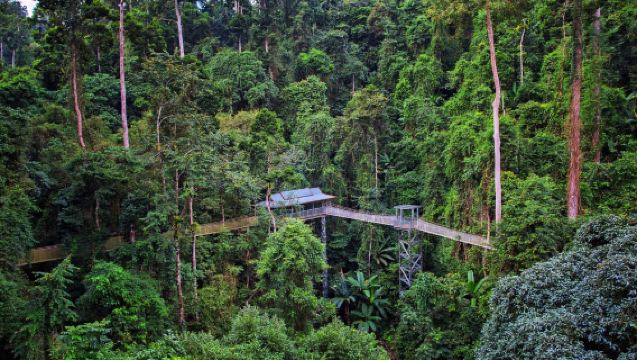 Xishuangbanna Jinuo Mountain Primitive Tropical Rainforest 1-Day Tour - Tree Climbing Experience + Rainforest Feast