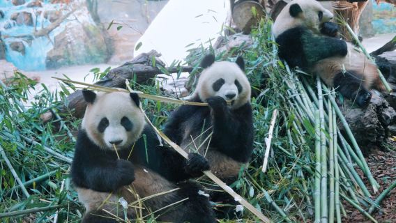 Tages-Charterfahrt zur Altstadt von Haikou, dem Vulkanpark und dem tropischen Wildtierpark Hainan