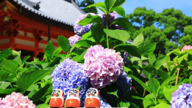 Partenza da Osaka | Benedizione Daruma al Tempio Katsuo-ji + Villaggio di Miyama con tetti a forma di mani giunte + Passeggiata nel bosco di bambù e sul ponte Togetsu-kyo ad Arashiyama
