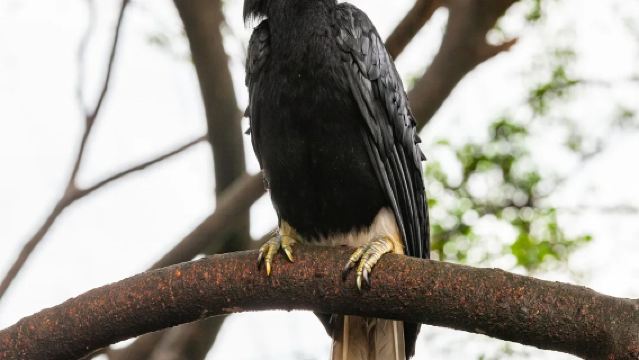 Perjalanan satu hari di Sungai Kinabatangan Sandakan [Tur perahu sungai/Pemandu wisata dengan penjelasan profesional]