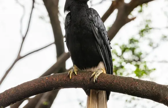 山打根京娜巴達安河一日遊【河流船遊之旅/專業講解導遊】