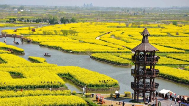 興化千垛油菜花含遊船+李中水上森林含竹筏一日遊天天發班