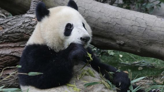 Chengdu Dolina Pand + Dujiangyan + Plac Yangtianwo + Most Południowy + Starożytne Miasto Guanxian | Możliwość dostosowania