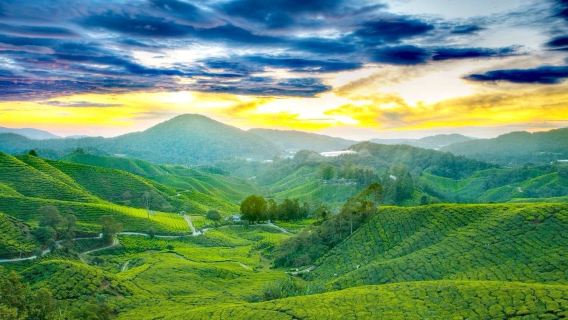 Hangzhou'dan Mogan Dağı'na Özel Günlük Tur (Bambu Denizi, Kılıç Havuzu Şelalesi)