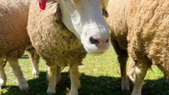 Nantou Qingjing Farm, Sun Moon Lake 1-day tour [Taichung city pickup | Sun Moon Lake boat ticket included]