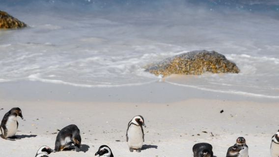 Afrika Selatan Cape Town - Tanjung Harapan + Pantai Penguin + Rizab Aquila Sewaan Peribadi Eksklusif (Tidak Termasuk Tiket)