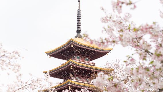 Viaje para admirar los cerezos en Wuhan (Jardín de Cerezos de la Universidad de Wuhan + Jardín de Cerezos del Lago del Este + Bosque de Cerezos de la Montaña Mo + Jardín Botánico de Wuhan)