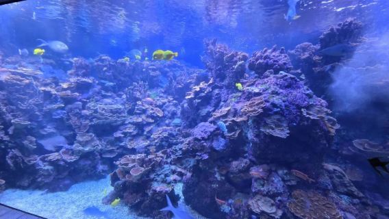 Hawaii Maui Snorkeling di Teluk Bulan + Pantai Viral Pantai Selatan - Sewaan Peribadi Bahasa Cina - Pilihan Terbaik