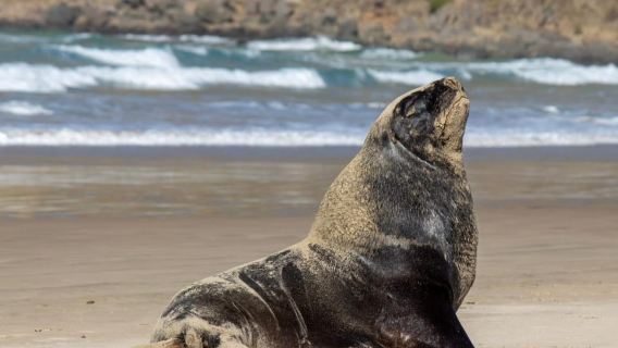 Dunedin: to Invercargill via the Catlins One Way Tour