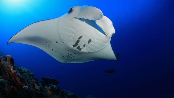 Kona Manta Ray nat snorkling Keauhou Bay 85-95% observationsgaranti