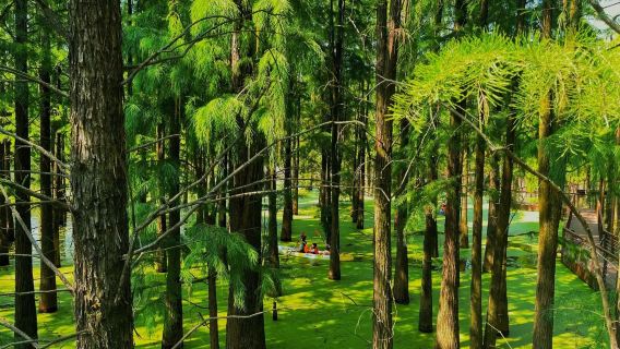 Excursión privada de un día con guía desde Hangzhou al Lago Qingshan de Lin'an: ¡Paseo en barco y visita al bosque flotante!