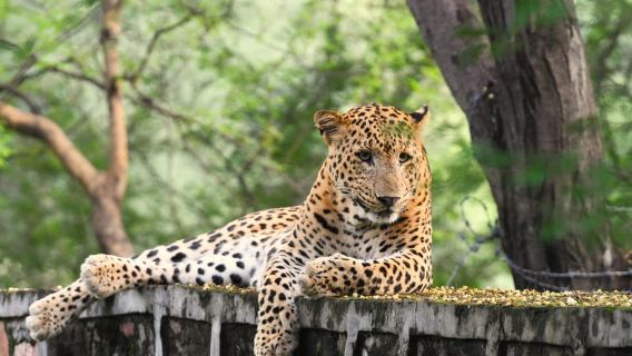 Jaipur: Jhalana Leopard Safari Tour