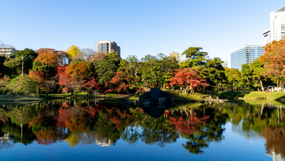 Red leaves dye the Edo garden: Tokyo's 400-year legend of autumn colors