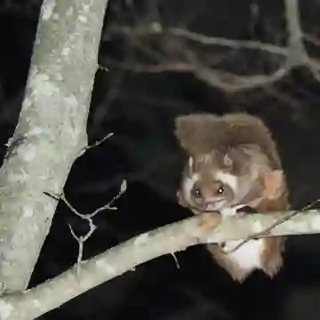 Wild Japanese Flying Squirrel Watching Tour in Nagano | Trip.com