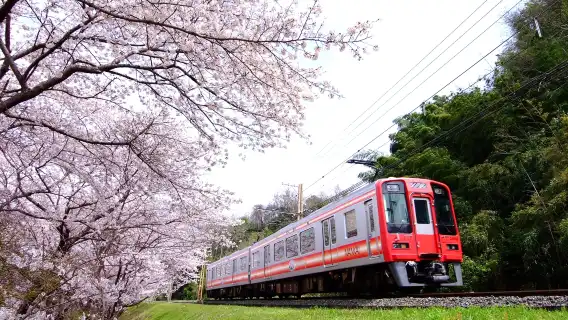 [官方票] 大阪南海電鐵 全線二日乘車券丨不限次數自由乘坐 可達關西機場/難波/和歌山/高野山