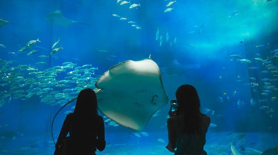 日本沖繩縣沖繩美麗海水族館+古宇利大橋+萬座毛+琉球村+瀨長島一日遊