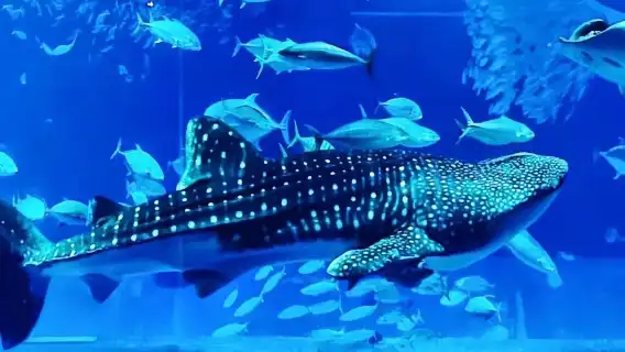 沖繩北部一日遊·美麗海水族館【9人/巴士團】可飯店接駁可贈票