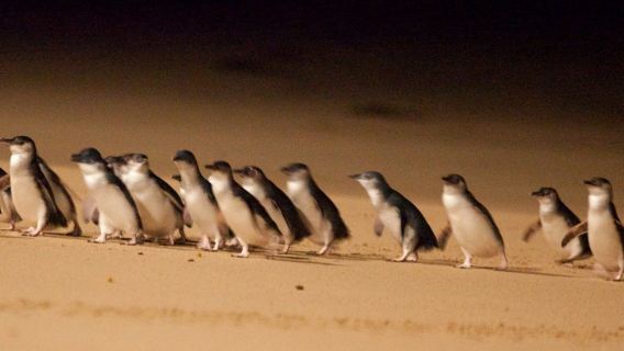 メルボルン発フィリップ島ペンギンパレード少人数グループエコツアー