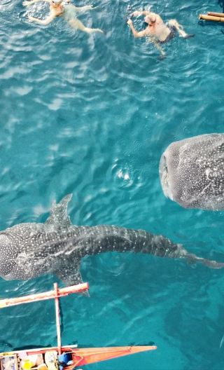 セブ島オスロブ・ジンベエザメ・ウォッチング＋モアルボアル・サルディンラン浮潜日帰りツアー