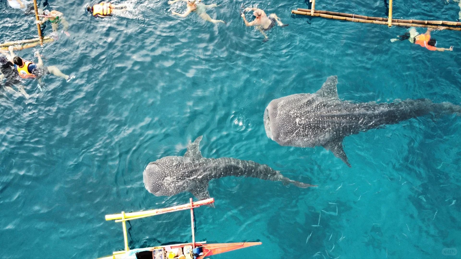 Oslob Cebu Whale Shark Watching + Moalboal Sardines Snorkeling Day Tour