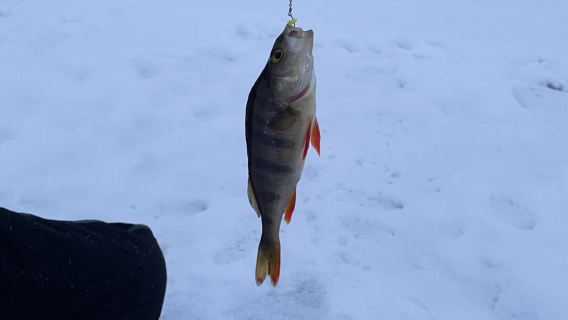 Однодневный тур по Мурманску: Самь Сыйт, парк Северного сияния, парк Имандра, парк Вечной мерзлоты