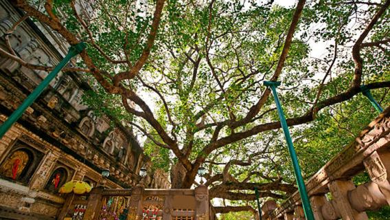 Depuis Varanasi : visite guidée de Bodhgaya le jour même en voiture