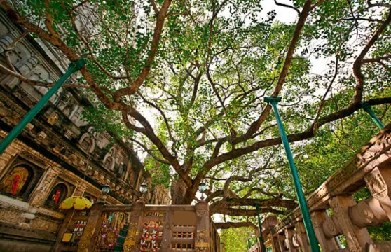 瓦拉納西至菩提伽耶：摩訶菩提寺與佛教朝聖日遊