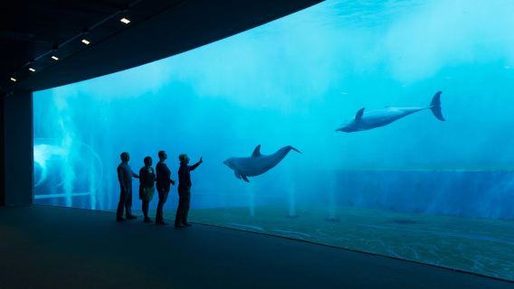 Aquarium of Genoa: Entry Ticket + Ice Cream Tasting