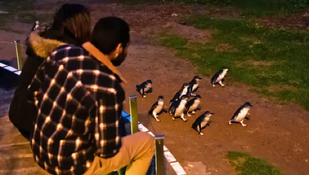 Phillip Island Penguins Express Tour from Melbourne