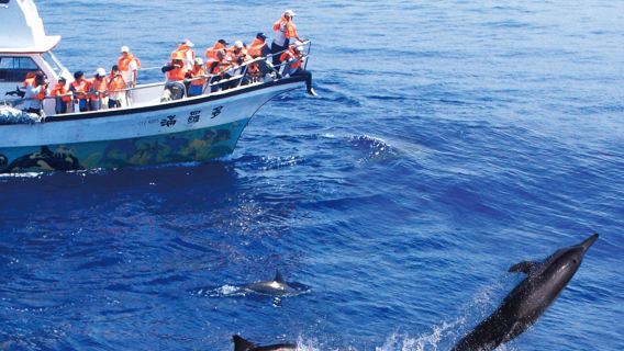 Hualien whale watching | Doloman Ocean Whale Watching Tour Experience